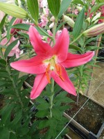 [4200 Viviana EVR No02.JPG]